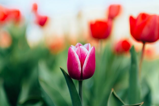 red and purple tulips in spring